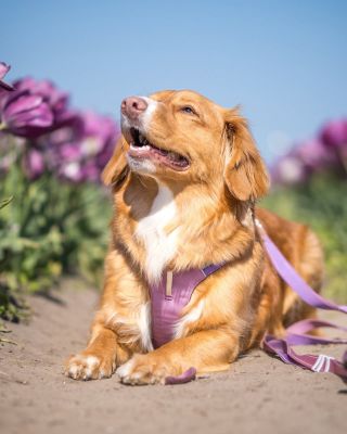 ✨ Hledáte postroj, který padne jako ulitý a ještě vypadá skvěle? Odstín Alpha Mauve Mix zvýrazní přirozenou krásu každého...