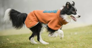 🧡 Nové fleecové svetry pro psy – Alpha 360 Woolly Wolf 💜 Dostupné ve dvou TOP barvách: levandule a terakota. ✨ Hřejivé,...