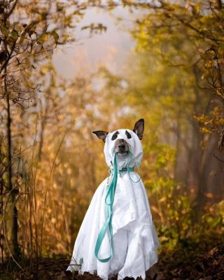 🎃✨ Ukaž nám svůj halloweenský look – ať už jsi za ducha, netopýra nebo prostě jen svítíš víc než strašidelný úplněk! 🌕🐾 📸...