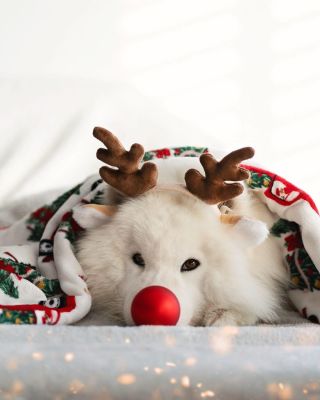 🎄✨ Vánoce jsou nejkrásnější, když je trávíme s těmi, kteří nás milují bez podmínek. 🐾 Přejeme vám klidné svátky, plné...