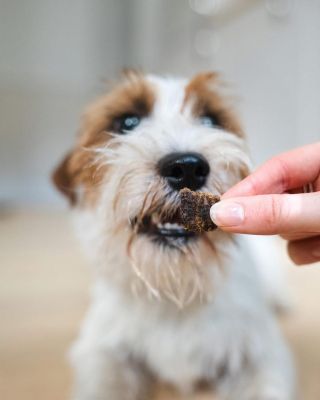 Energický pes potřebuje kvalitní palivo ⚡🐶 Náš Jack Russell Sully si pochutnává na receptuře č. 7 - Jehněčí & Sleď, která...
